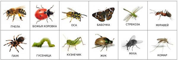Насекомые (подписи на русском)