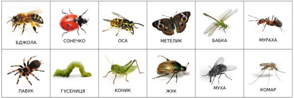 Насекомые (подписи на украинском)